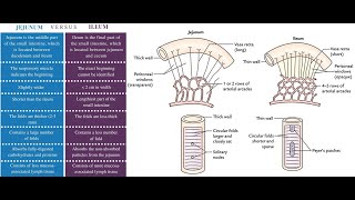 Microscopic difference between The jejunum and the Ileum [upl. by Atsirc]