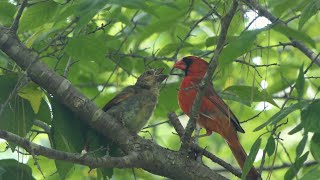 Cardinal chick gets food from Dad [upl. by Wieren]