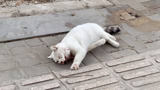 A stray cat hit by a car writhed in pain by the roadside trying to crawl forward but too weak😭 [upl. by Aehcim59]