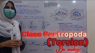 Class Gastropoda  Torsion  Advantages of Torsion  Phylum Mollusca  Bs Zoology MillerampHarley [upl. by Idihc385]