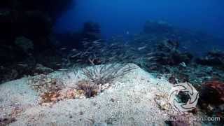 Convict blenny juveniles swimming back into the burrow [upl. by Croft238]