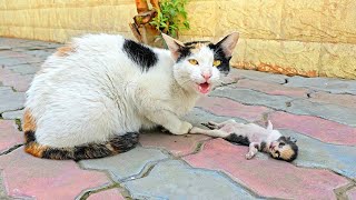 A crying mother cat brought her dying kitten to a man Just unbelieveble [upl. by Leitao]