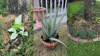 Propagando sábila singonio y callisia repens para el nuevo jardín [upl. by Hedvah]