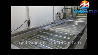 Canned Quail Egg Process Line [upl. by Rahcir]