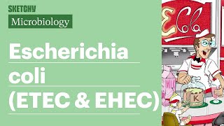 Lección sobre E coli ETEC y EHEC Tipos y Factores Parte 1 Sketchy Medical [upl. by Muhammad]