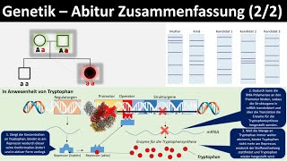 Genetik Einführung  Zusammenfassung 22  Abitur Biologie Genetik Oberstufe [upl. by Schick790]