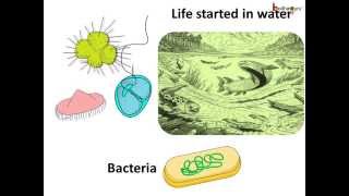 Science  Why water is important  Hindi [upl. by Cassius]