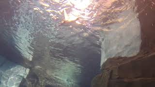 Funny Penguins diving and swimming underwater at Seaworld Orlando [upl. by Costanza]