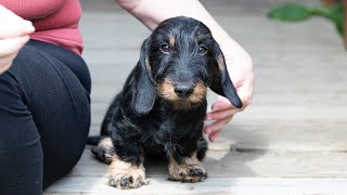 Dachshund wirehaired miniature Такса жш мини male 4 м old [upl. by Noseimaj]