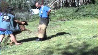 Extra  6 month old Malinois beginning bitework [upl. by Lucila346]