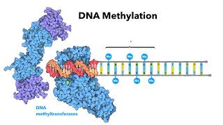 Introduction to epigenetics  LearnOmicsLogiccom [upl. by Vickey733]