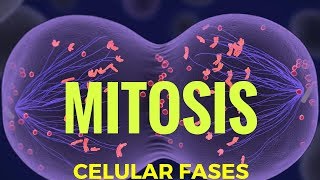 Phases of meiosis II  Cells  MCAT  Khan Academy [upl. by Ogram]