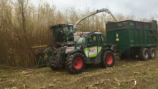 Autumn willow coppicing in the Scottish Borders Claas Jaguar 950 Claas Scorpion Bailey trailer [upl. by Zucker]