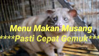 TutorialCara Cepat Membuat Musang Gemuk amp Sehat [upl. by Luapsemaj980]