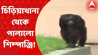 Alipore Zoo Chimpanzee আলিপুর চিড়িয়াখানা থেকে পালালো শিম্পাঞ্জি [upl. by Ellevehs]