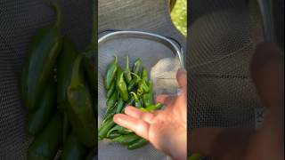 Can You REALLY Trust Your Instincts When Picking Jalapeños jalapeños [upl. by Ilysa]