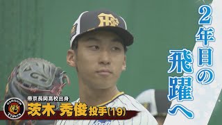 【プロ野球沖縄キャンプ】阪神･茨木投手 めざすは1軍定着 ほろにが紅白戦も伸びしろしかない！【新潟】スーパーJにいがた2月19日OA [upl. by Aihsenek]