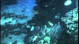 The Living Seas Full Experience at Epcot 2003 Walt Disney World [upl. by Mendes]