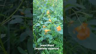 Jewel Weed Impatiens capensis [upl. by Nanah]