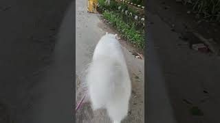 funny 😂samoyed [upl. by Enomrej458]