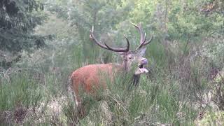 BRAME DU CERF VOSGES 2018 [upl. by Marylynne979]