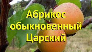 Абрикос обыкновенный Краткий обзор описание характеристик prunus armeniaca царский [upl. by Iatnahs]