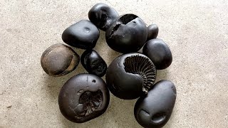 Shaligram  different kinds of 10pic shaligram shila  gandaki river shaligram [upl. by Ellette]