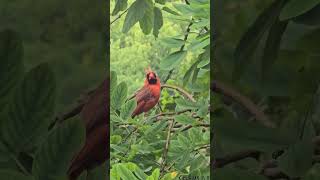 Northern Cardinal  Cardinalis cardinalis [upl. by Ronica472]