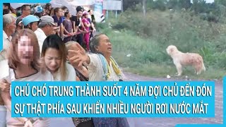 Chú chó trung thành suốt 4 năm đợi chủ đến đón sự thật phía sau khiến nhiều người rơi nước mắt [upl. by Anitnegra490]