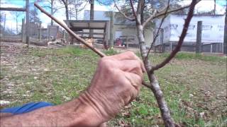 Grafting PLUM Trees  DIY [upl. by Sale523]