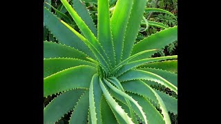 Aloe Barbadensis Miller Aloe Vera  Usage and Health Benefits [upl. by Em]