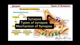 Synapse  Types of synapse  Mechanism of Synapse [upl. by Carbrey]