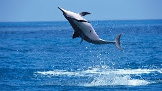 Why Do Spinner Dolphins Spin [upl. by Latton]