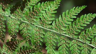 spiny wood fern  Dryopteris expansa Identification and characteristics [upl. by Estel643]