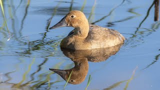 Waterfowl Hunting 2023  NDGF  09182023 [upl. by Ecertap37]