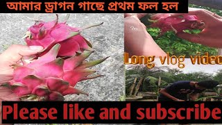 আমার ড্রাগন গাছে প্রথম ফল হল viral vlog [upl. by Dianne]