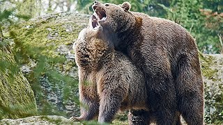 Nationalpark Bayer Wald BraunBären flirten und paaren sich Mating [upl. by Bartolomeo]