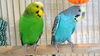 2 males and 2 females budgies making a master music in the Spring 6 Hr Parakeet Chirping [upl. by Omrellig387]