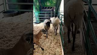 Beautiful Sheep’s sheeps animals shortsfeed youtubeshortsvideo shorts short [upl. by Werda145]