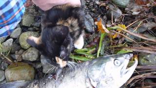 Cat Eating Dead Salmon Vancouver Island Lake Nitinat [upl. by Torras]