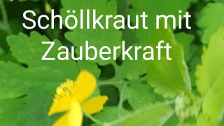 Zauberkraut Schöllkraut Chelidonium majus  bei allerlei Herausforderungen des Lebens [upl. by Arratoon]