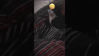 Funniest Cat Moments Ever 🐱😂  Hilarious Cat Videos Compilation  Part 52 [upl. by Quinlan693]