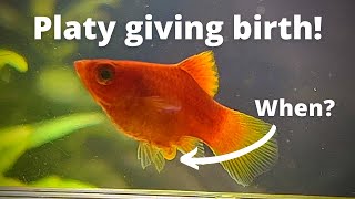 How to tell when Platy will give birth Amazing Platy birth video [upl. by Joacimah630]