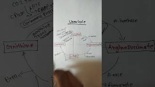 Urea Cycle Trick  Biochemistry ureacycle biochemistry pharmacybhai protein [upl. by Klute193]