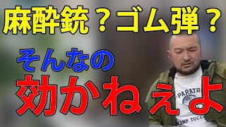 警察官には不要？！●●な相手には効かない！麻酔銃、ゴム弾の効果。ガチタマTV [upl. by Bernarr]