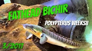 Polypterus weeksii  Fathead Bichir [upl. by Eresed]