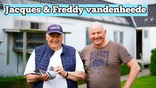 freddy vandenheede pigeons  Legendary Pigeon Racers Secret to Success [upl. by Nisior]