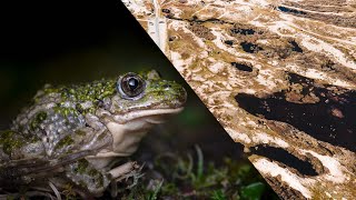 Le Pélodyte ponctué sur le littoral manchois [upl. by Malinowski]