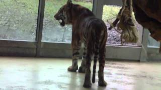 Virtual Tour of the Augsburg Zoo  Sumatra Tiger  Striped Hyena  Coatis  Rhino  Lions [upl. by Gentille162]