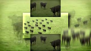 YTPMV Cows Cows Cows Scan [upl. by Reamy335]